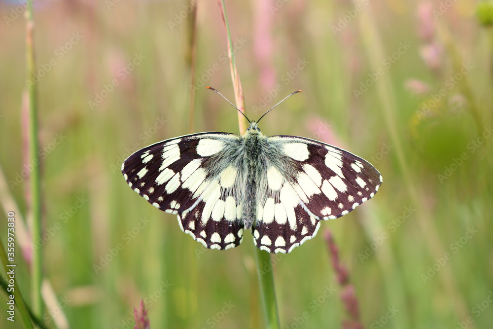 A Marbled White Butterfly. Scientific name Melanargia galathea. Could be used for ID or a greeting card. A Marbled White Butterfly. Scientific name Melanargia galathea. Could be used for ID or a greeting card.