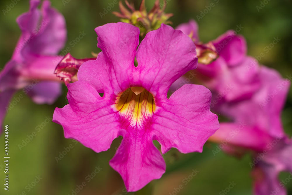 Closeup of a beautiful pink and yellow flowering gloxinia fern blossom Closeup of a beautiful pink and yellow flowering gloxinia fern blossom