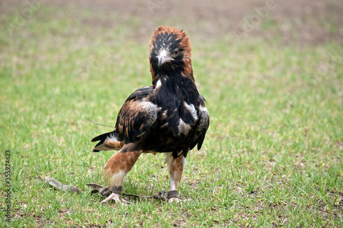 this is a close up of a black breasted buzzard photo