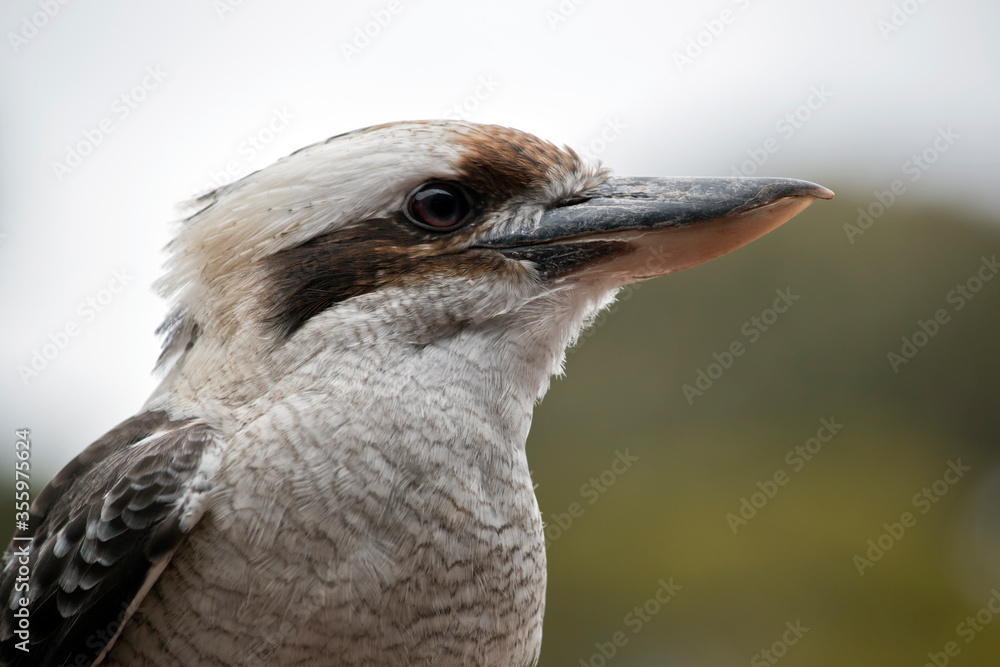 Naklejka premium this is a close up of a laughing kookaburra