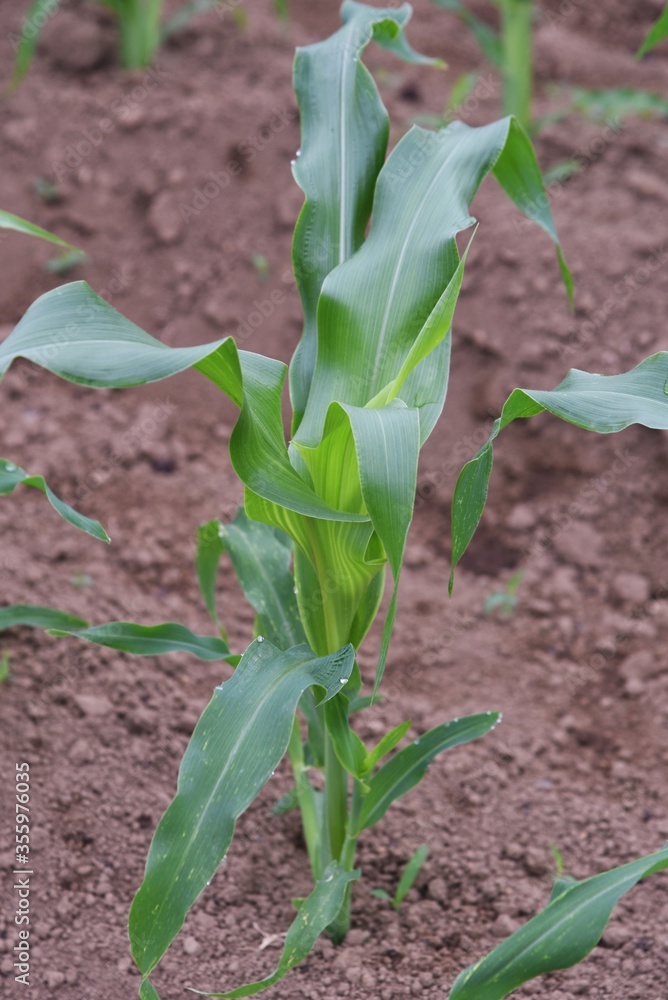 The corn cultivation / Poaceae grain corn can be harvested in about 90 days after sowing. The corn cultivation / Poaceae grain corn can be harvested in about 90 days after sowing.