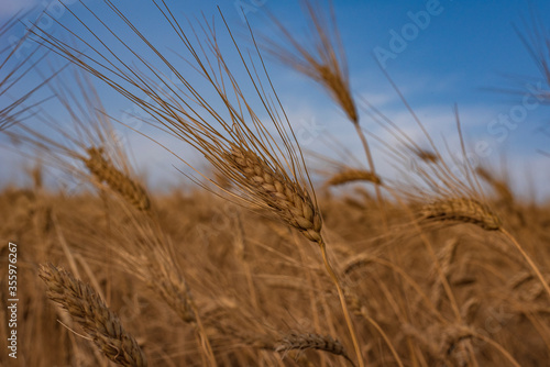 Campo di grano, Sicilia IT
