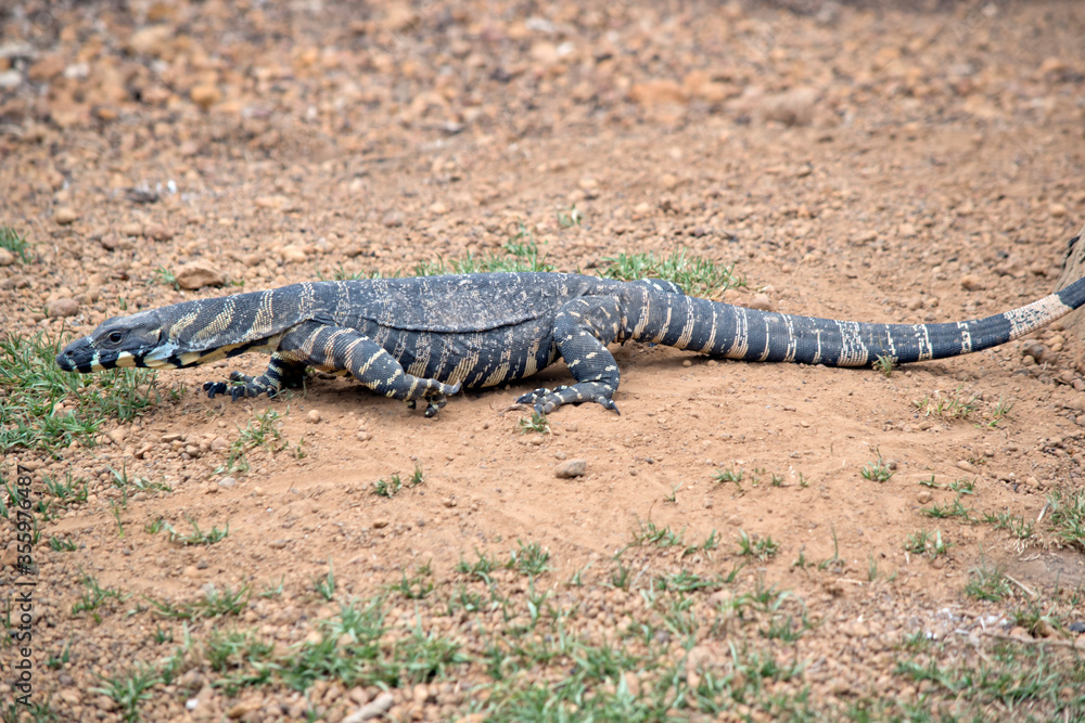 this is a side view of a rosenberg lizard this is a side view of a rosenberg lizard