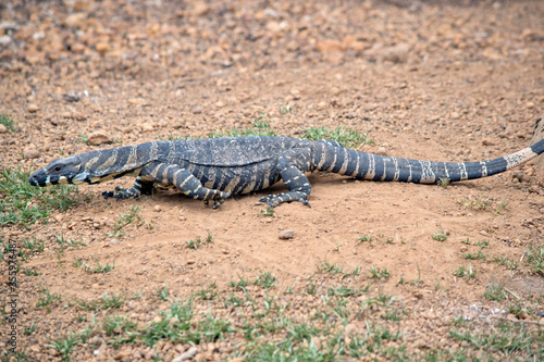 this is a side view of a rosenberg lizard