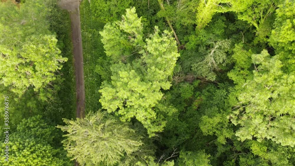 Vue aérienne verticale drone forêt nature avec arbres, feuilles vertes et chemin Vue aérienne verticale drone forêt nature avec arbres, feuilles vertes et chemin