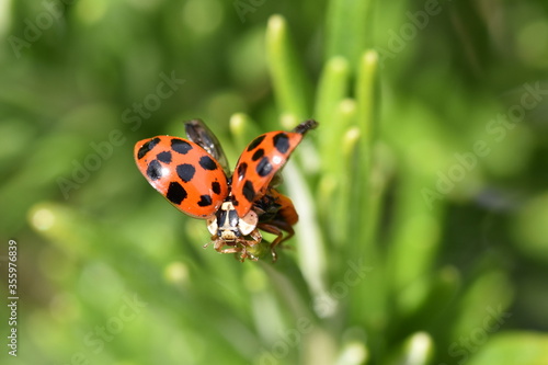 A ladybug warming up its wing in the early afternoon sun