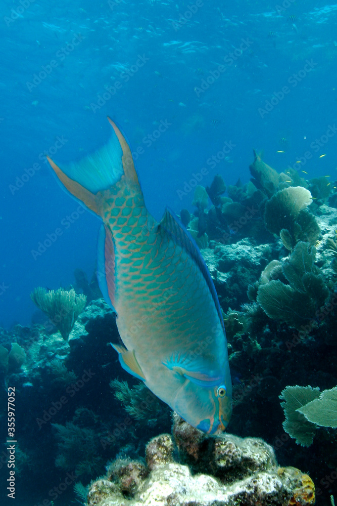 Parrotfish feeding on coral with its sharp beak, Florida Keys Parrotfish feeding on coral with its sharp beak, Florida Keys
