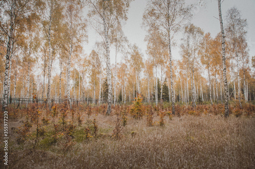 autumn golden birch forest in the rainy morning