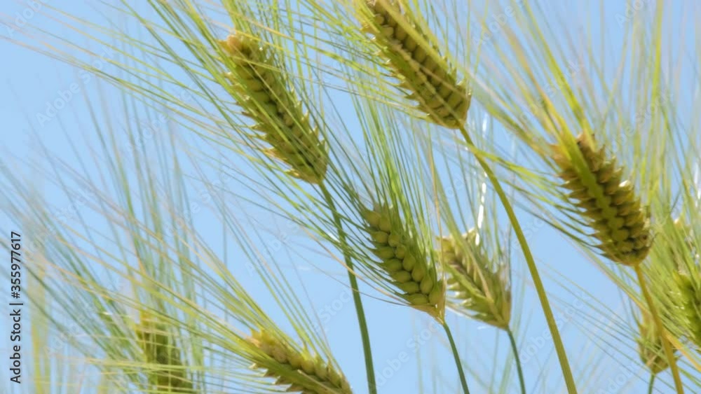 大麦(六条大麦) 大麦(六条大麦)