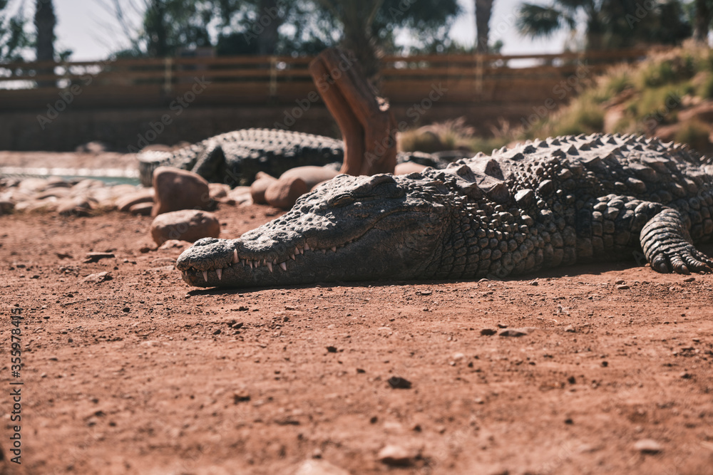 Fototapeta premium sleeping crocodile on the sand