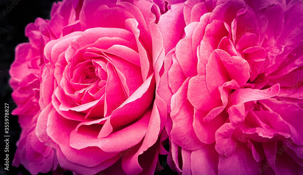 Pink peony petals floral rose flowers Pink peony petals floral rose flowers