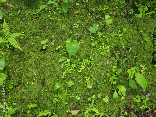 Wallpaper Mural 苔と草 Torontodigital.ca