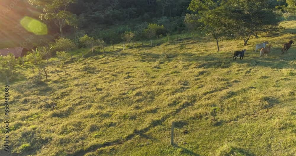 Aerial view of herd nelore cattle on green pasture in Brazil in a small farm ai rural area. Contryside Rural lifestyle concept
Aerial view of herd nelore cattle on green pasture in Brazil in a small farm ai rural area. Contryside Rural lifestyle concept