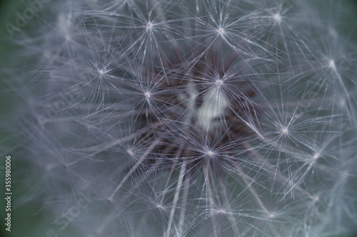 Dandelion in the macro world © Artem