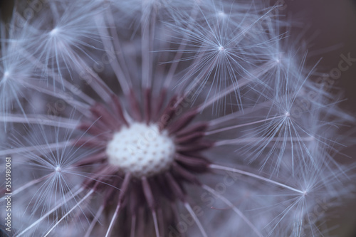 Dandelion in the macro world