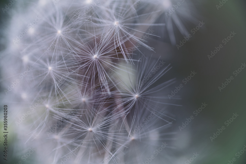 Fototapeta premium Dandelion in the macro world