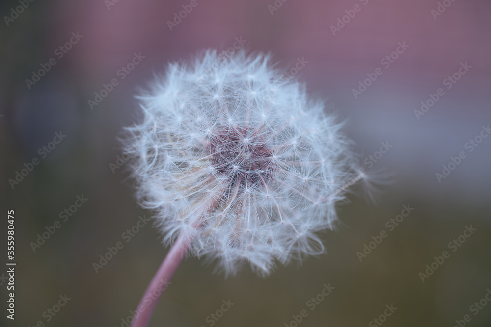 Obraz premium Dandelion in the macro world