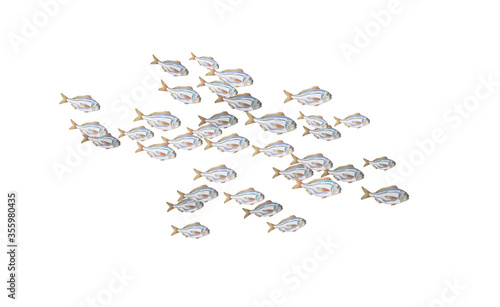 Dorado fishes isolated, marine life in schools. Atlantic ocean fish flock, simple water inhabitants. Seafood packaging and market. Vector illustration used in backdrop design. Banner.