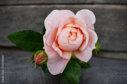 Tenderness pink rose in a rustic background. Rose on a gray wooden background