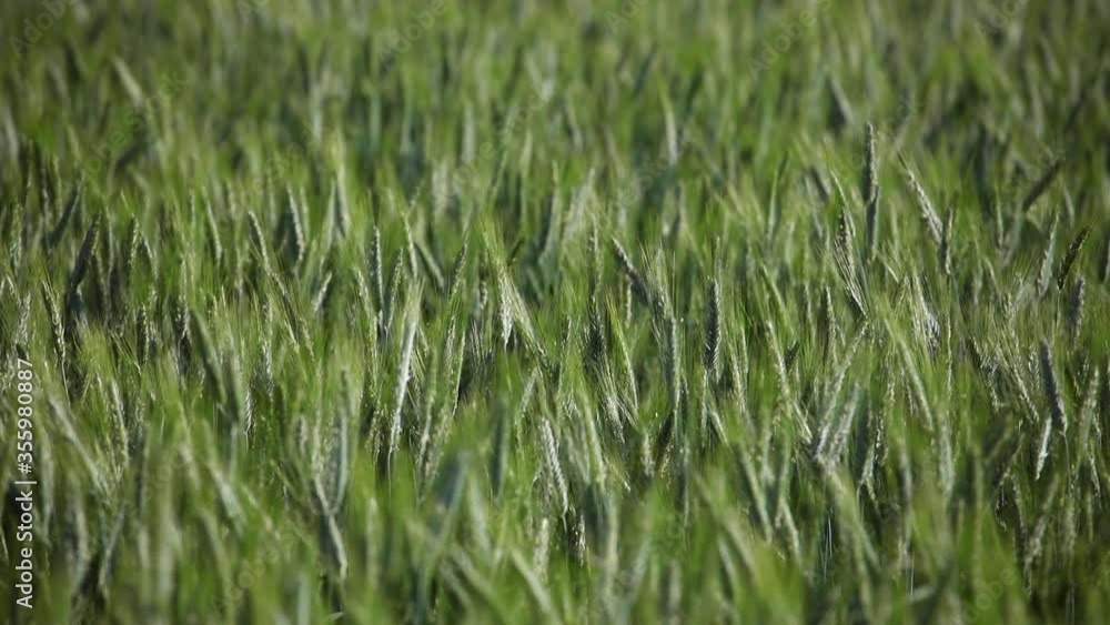 Ripe green wheat field moved by the wind during a sunny day Ripe green wheat field moved by the wind during a sunny day