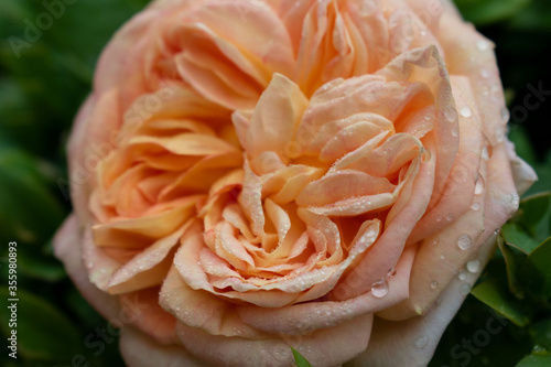 Tenderness pink, yellow rose. Beautiful flower