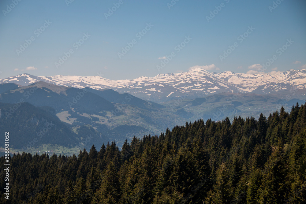 Wide forest and snowy mountains