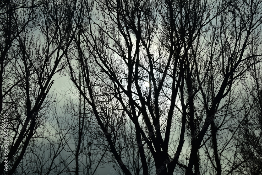 silhouette of a tree silhouette of a tree