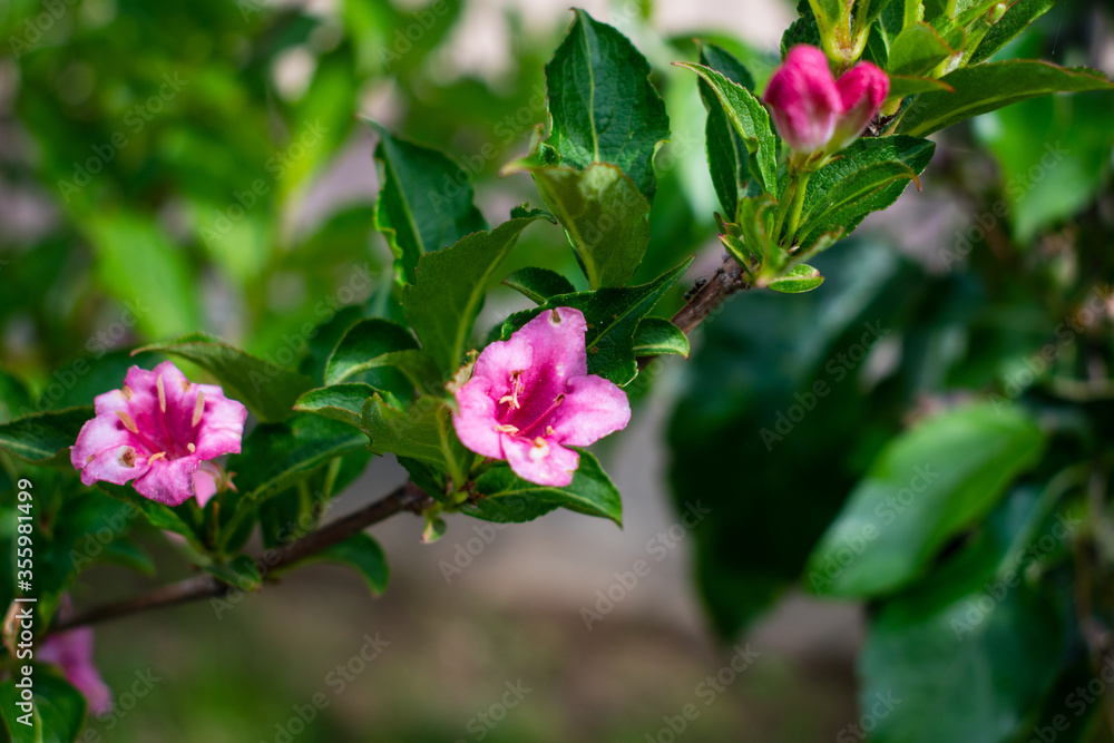 Pink flowers on the bushes. Green backround Pink flowers on the bushes. Green backround