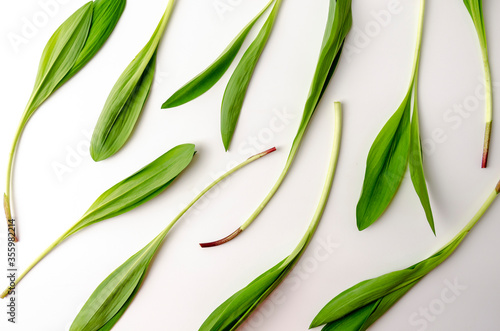 Ramsons Wild Garlic isolated on a white back photo