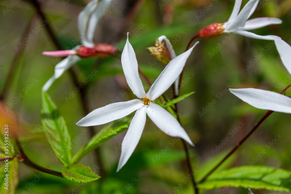 Obraz premium Gillenia trifoliata (Bowman's root)