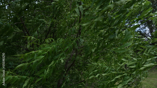 Green leaves of a tree in the park. A large cluster of foliage. Background.