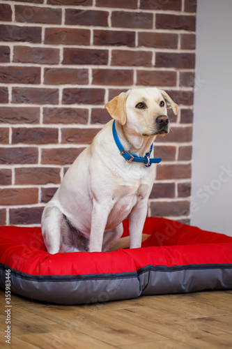 A large dog of light color wool Labrador breed is sitting on a red litter against a brick wall