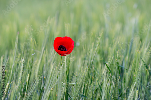 Sunlit Red Wild Poppy Are Shot With Shallow Depth Of Sharpness  On A Background Of A Wheat Field. Landscape With Poppy. Rural Plot With Poppy And Wheat. Lonely Red Poppy Close-Up Among Wheat.