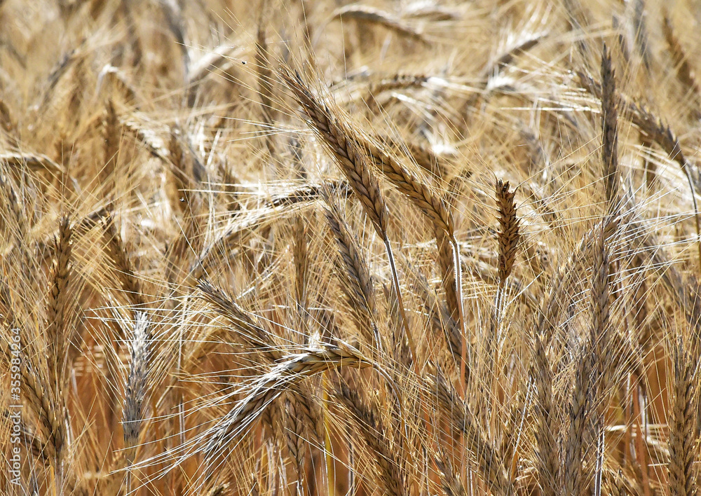 Fototapeta premium campo de espigas