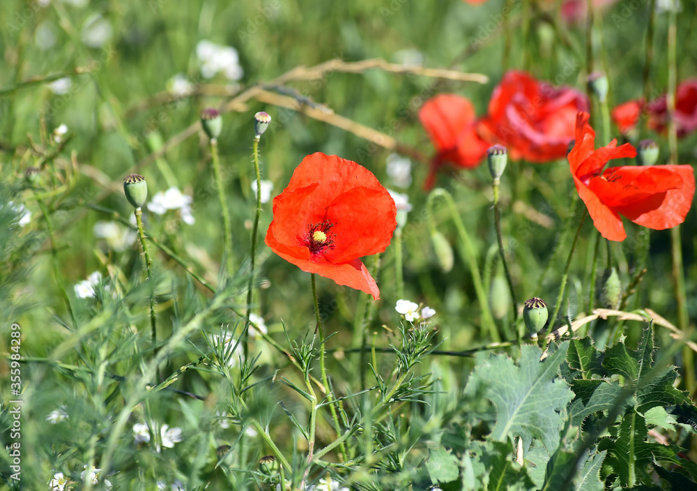 Fototapeta premium amapolas rojas