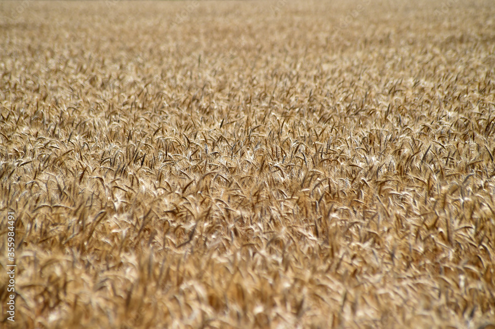 campo de espigas campo de espigas