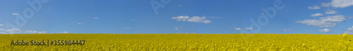 Panorama view of yellow rapeseed field on blue sky on bright sunny day in early summer © Pink Badger