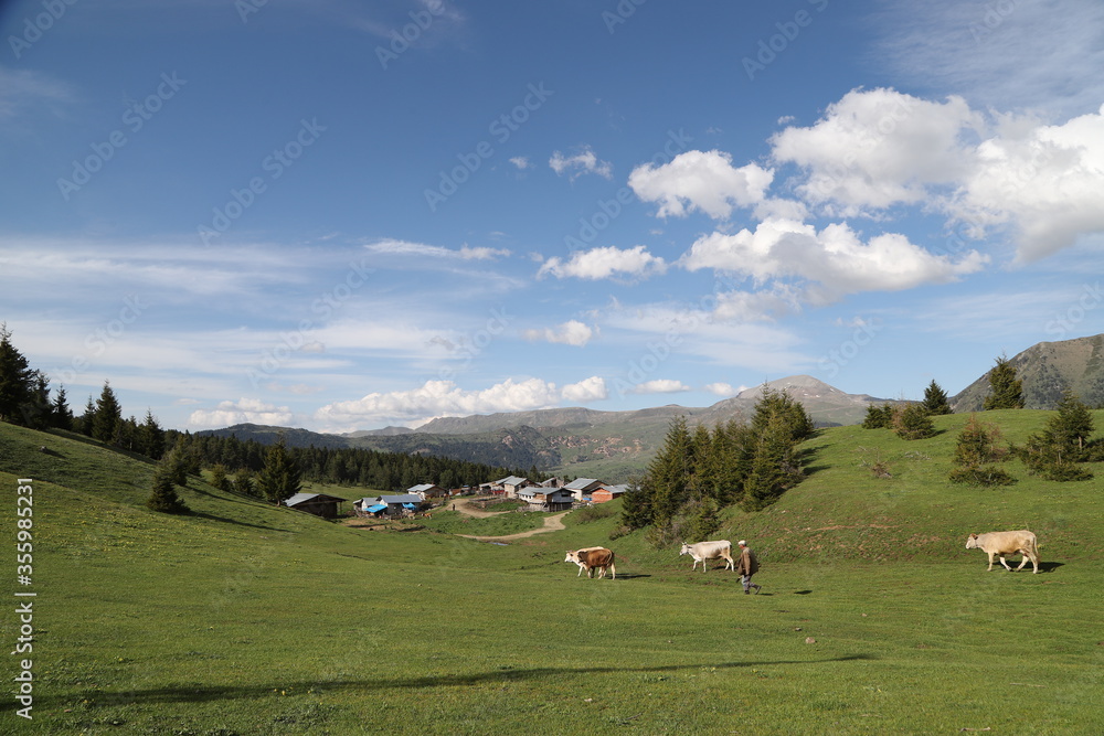 cow grazing in green meadow.artvin/turkey
