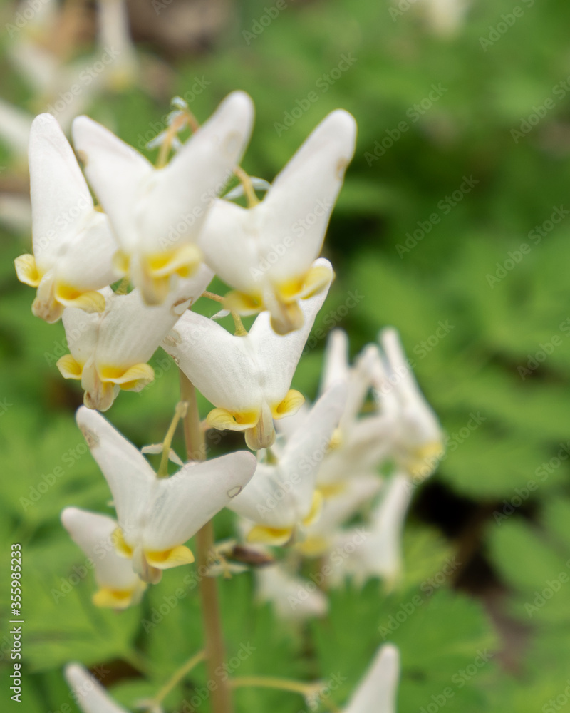 white flowers white flowers