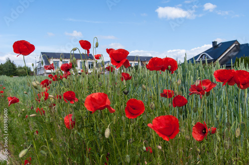 Papaver rhoeas common poppy red flower