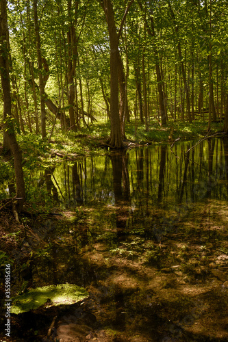 flooded forest