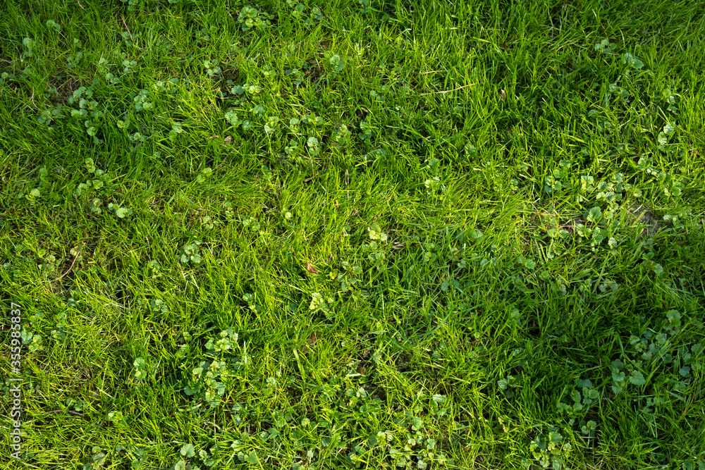 A well-kept, green lawn seen from above A well-kept, green lawn seen from above
