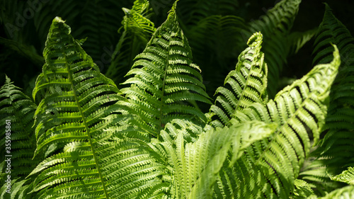 Young green fern leaves on a sunny spring day