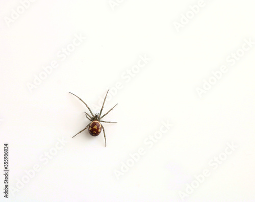 solated False Widow spider. Scientific name Steatoda nobilis. There six species of false widow spider and the Noble False Widow is one of the largest.