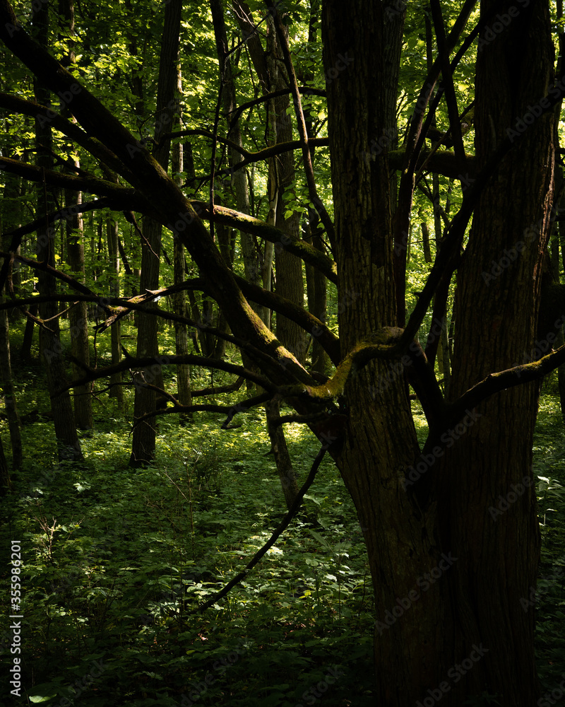 Fototapeta premium trees in the forest