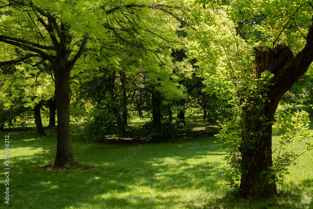 Green, empty park on a sunny spring day Green, empty park on a sunny spring day