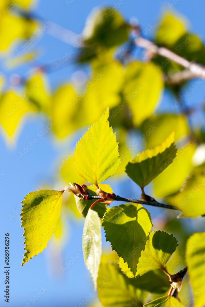 Obraz premium beautiful birch tree