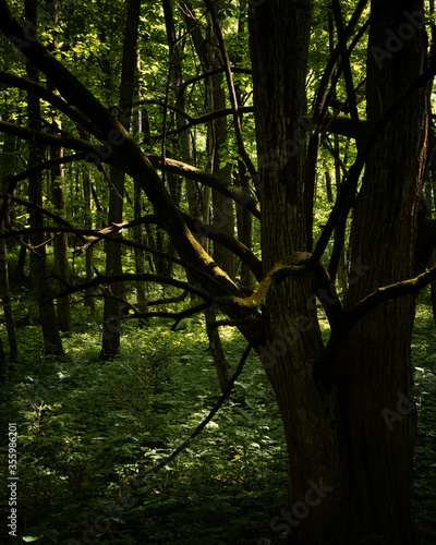 trees in the forest