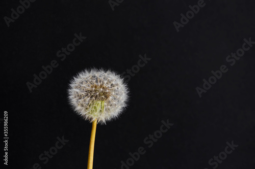 Blowball dandelion on a black slate background.
