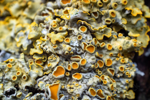 Macro, close up shot of yellow lichens, fungi on tree body